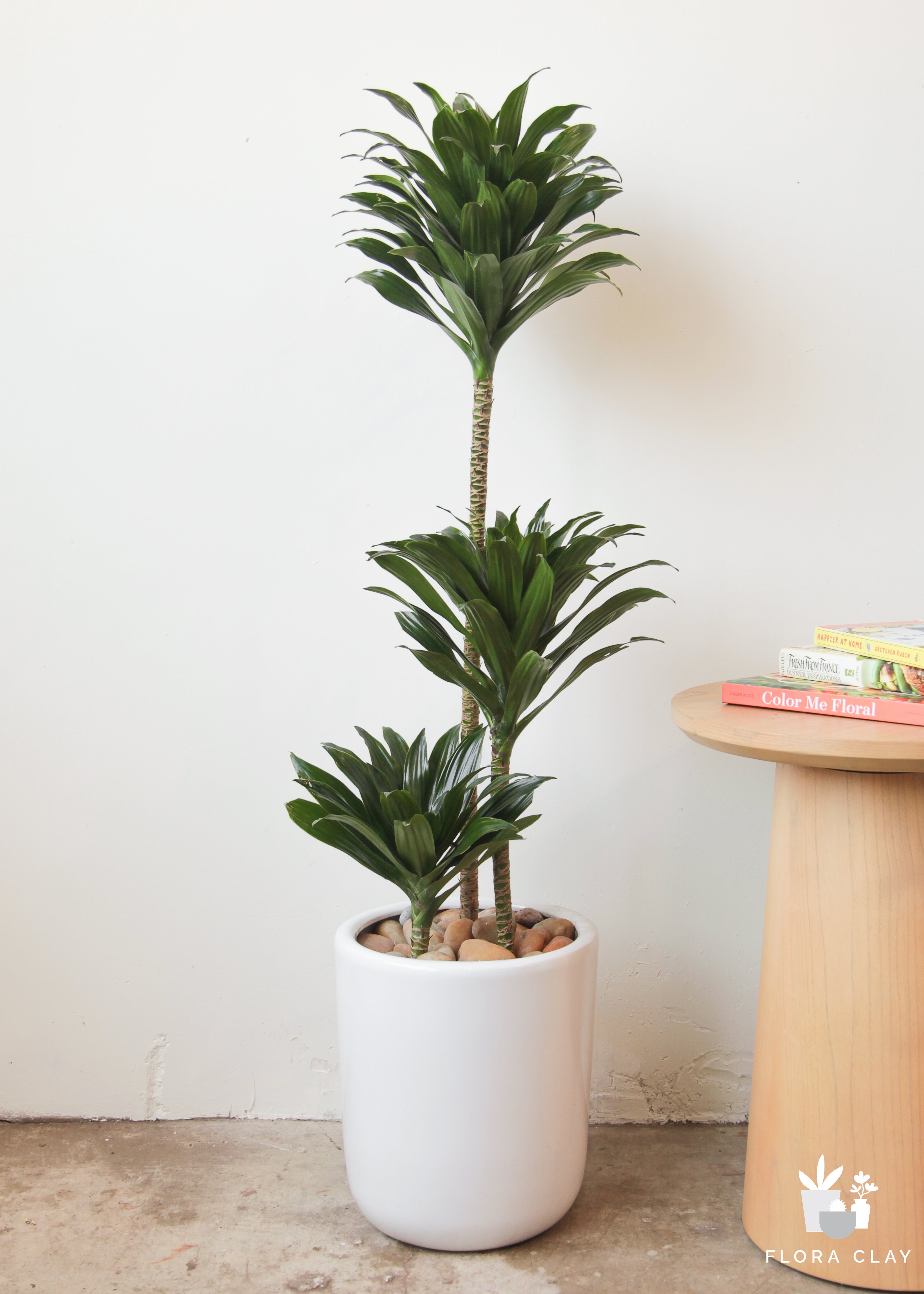 dracaena pineapple plant Pineapple Head