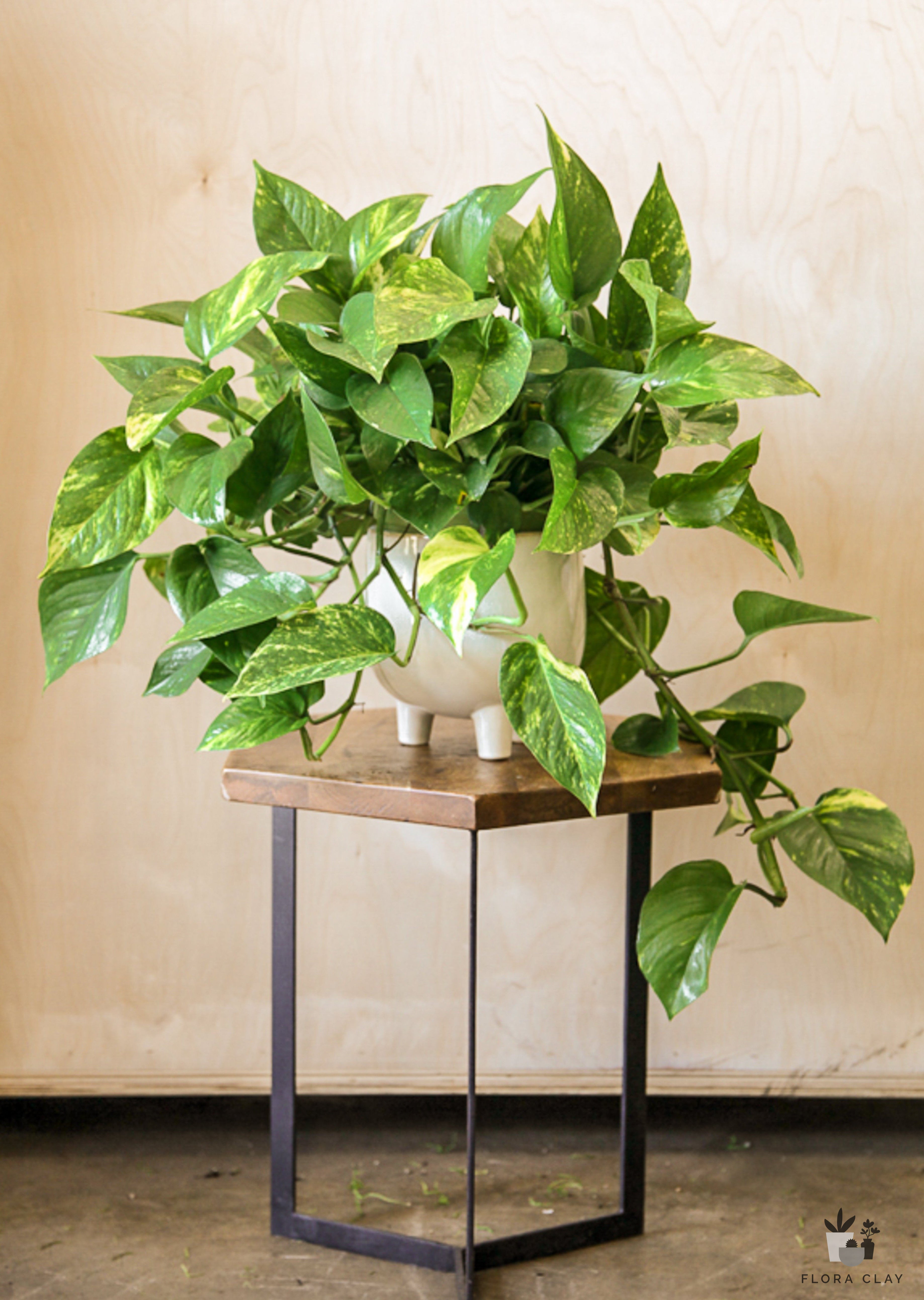 pothos plant indoor Pothos