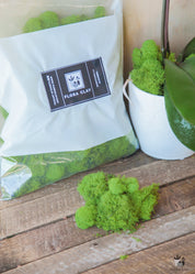 Reindeer Moss