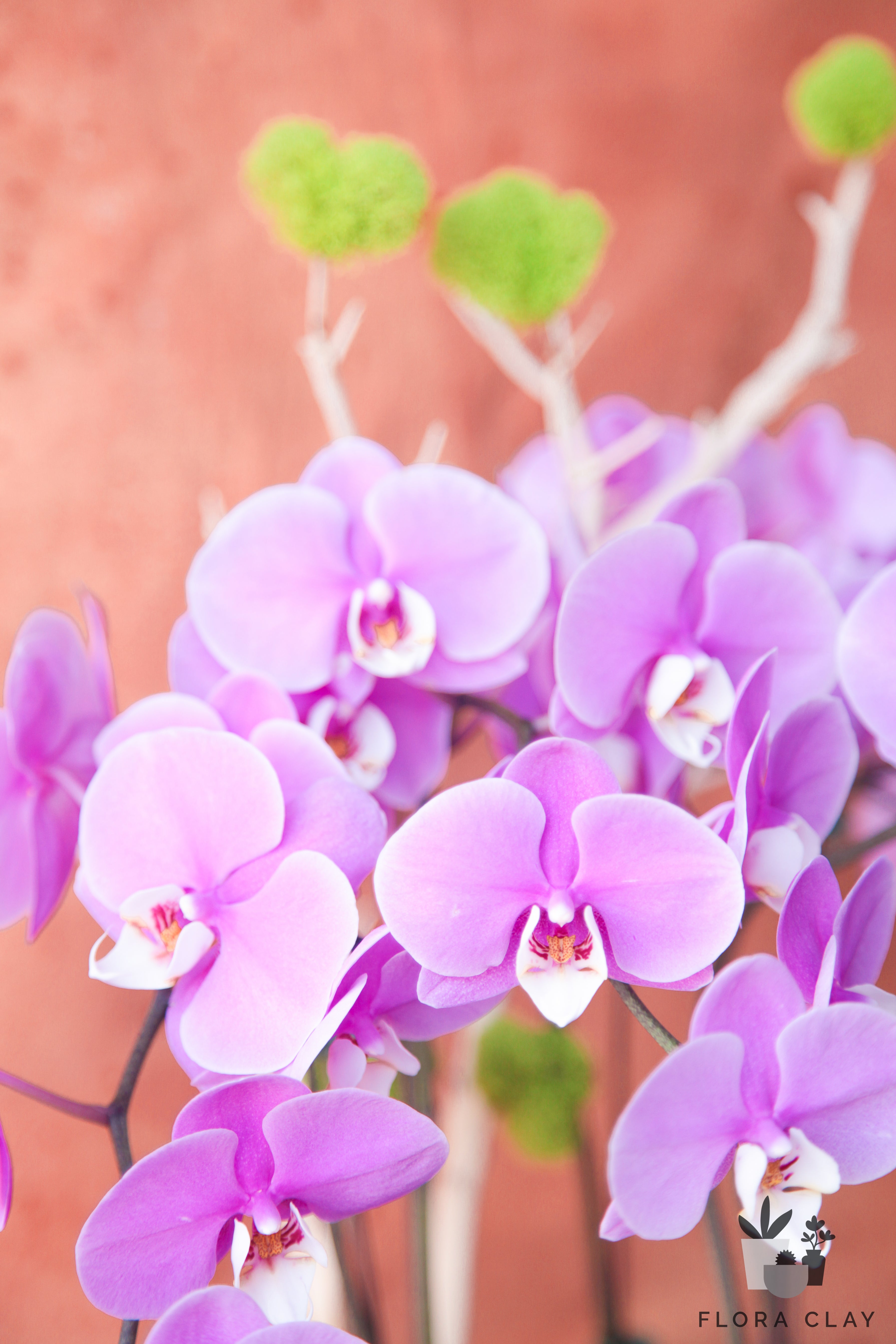 rosalinda-orchid-arrangement-floraclay-5.jpg