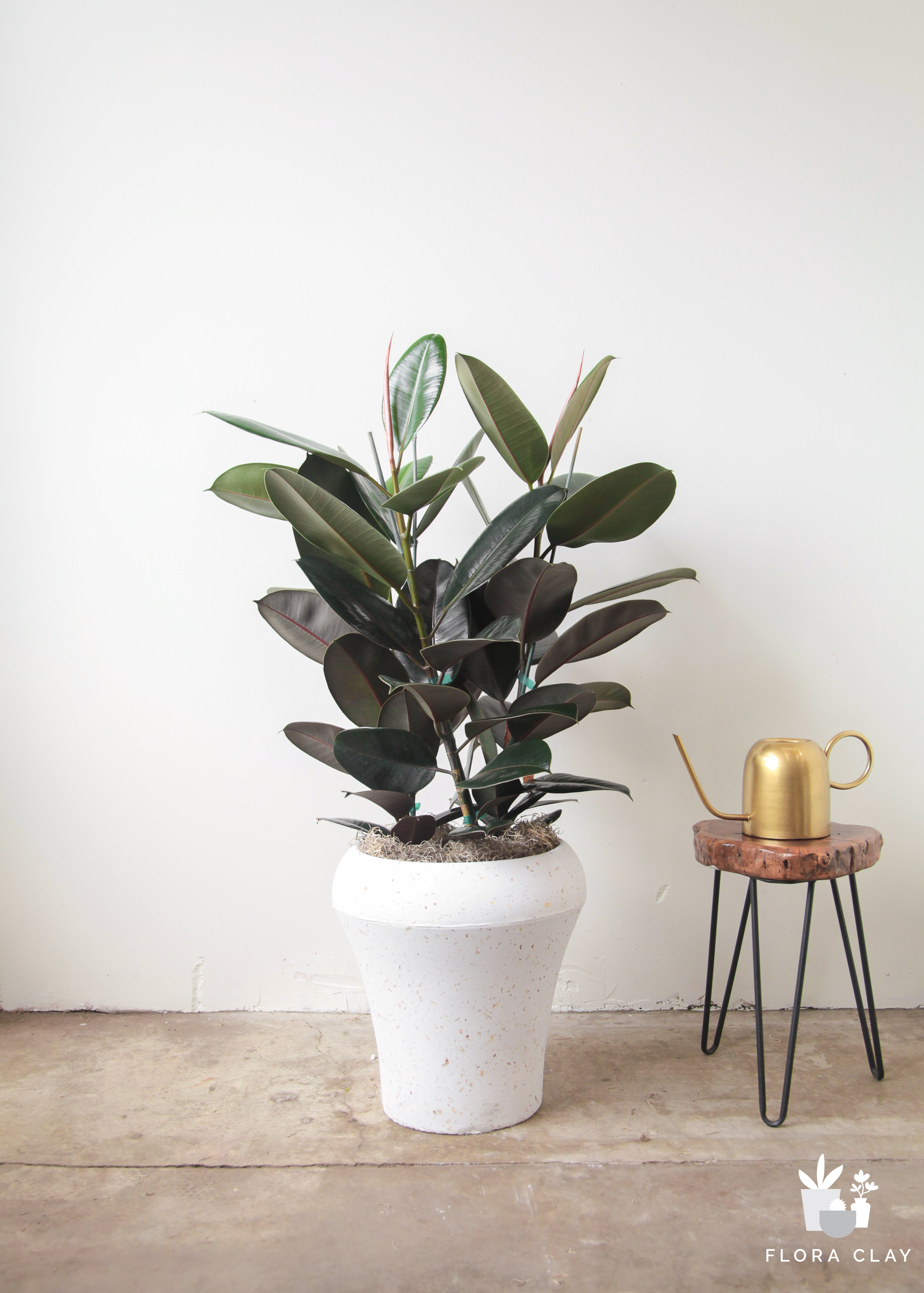 Rubber Fig-Only 1 Left