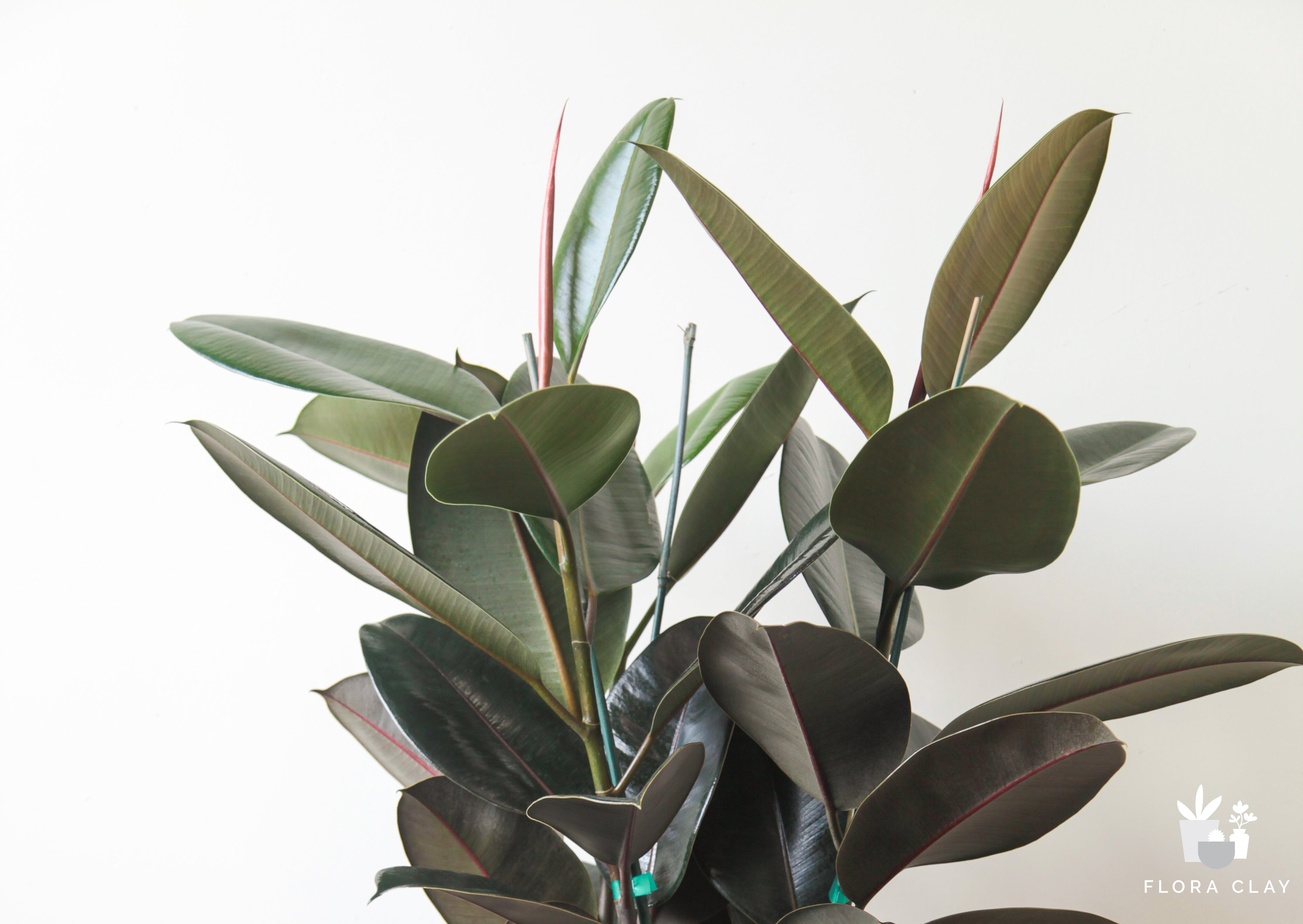 rubberhead-plant-arrangement-floraclay-3.jpg