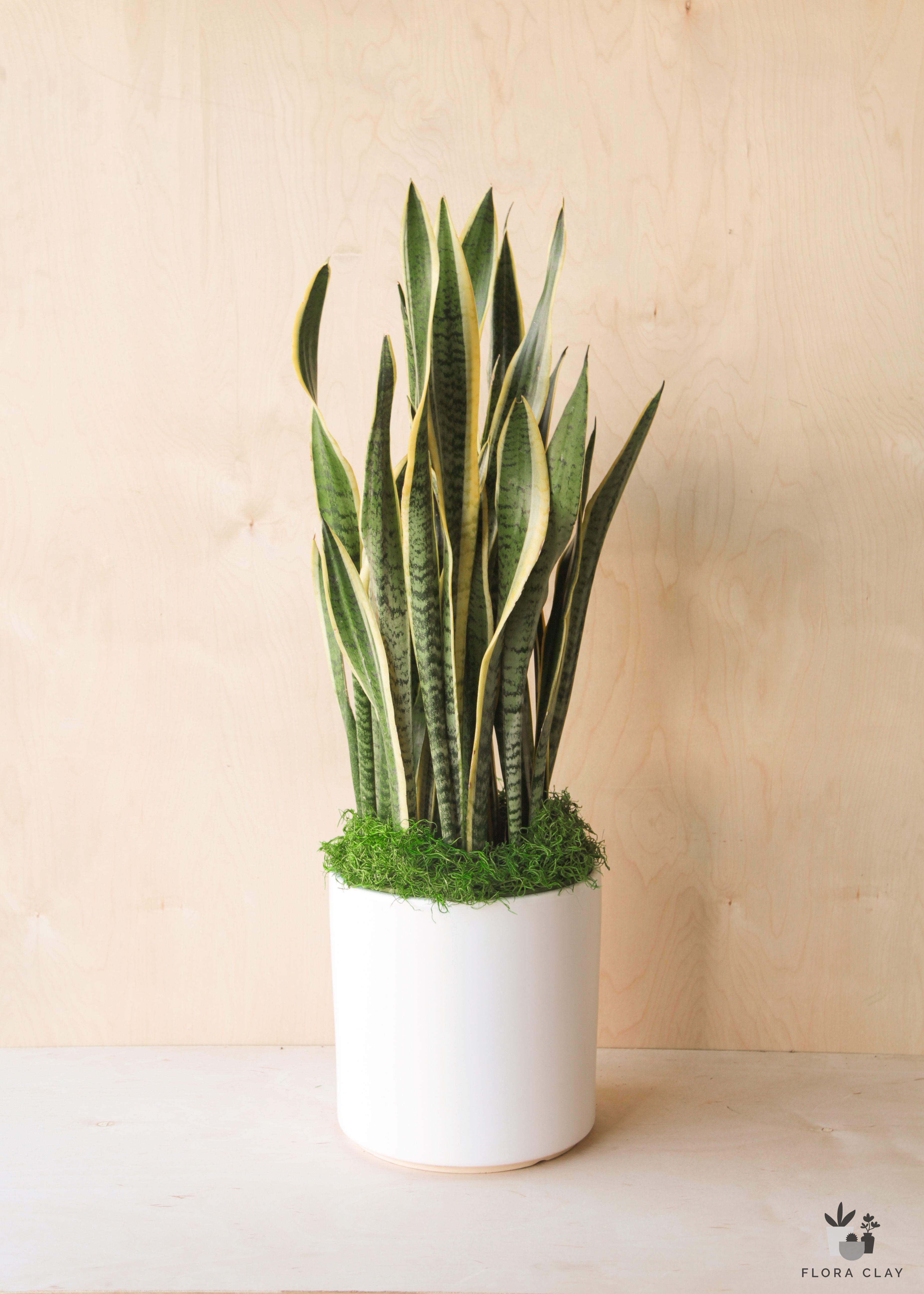 all white snake plants Sansevieria Laurentii in White Ceramic