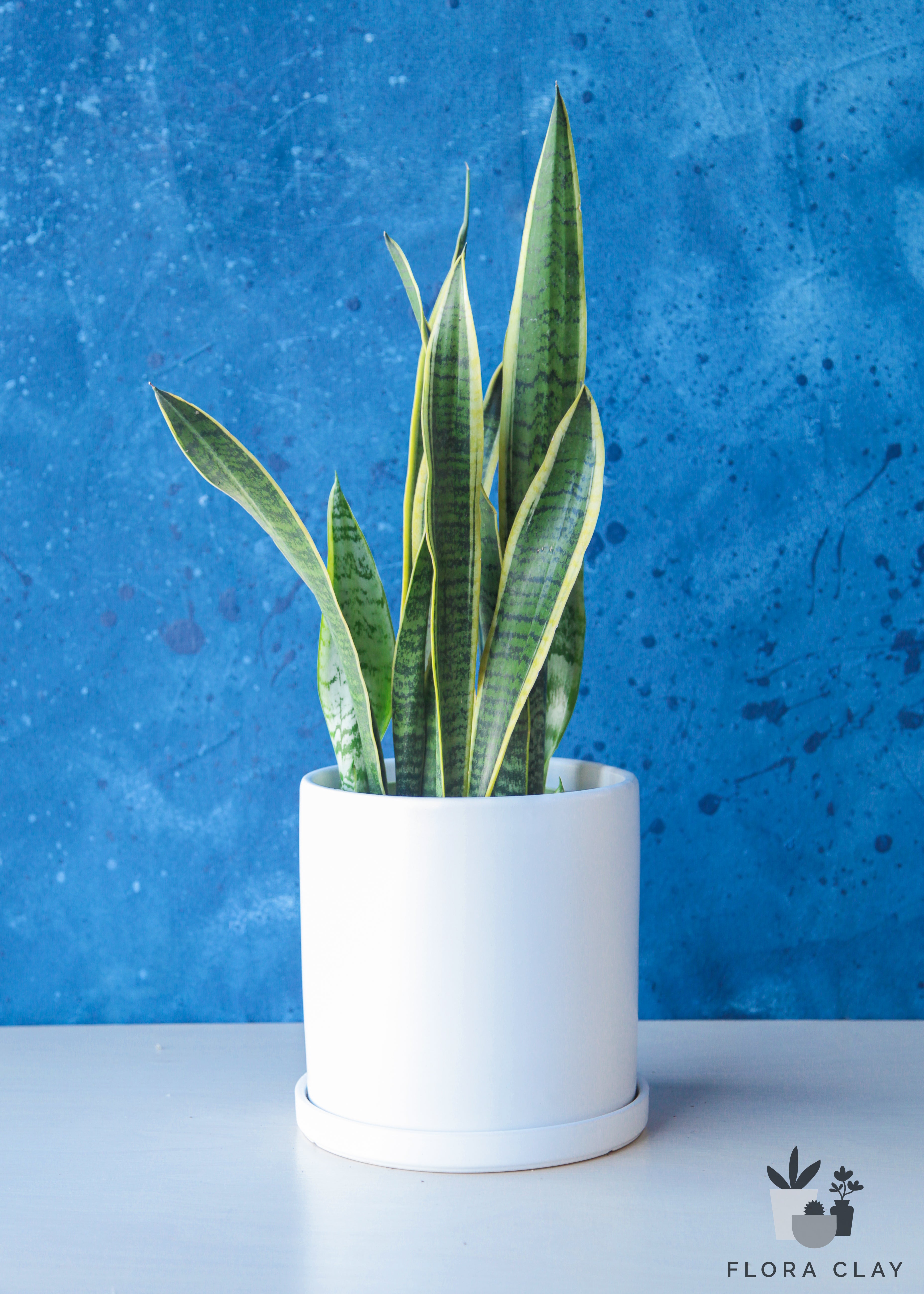 white sansevieria plant Sansevieria Laurentii in White Ceramic