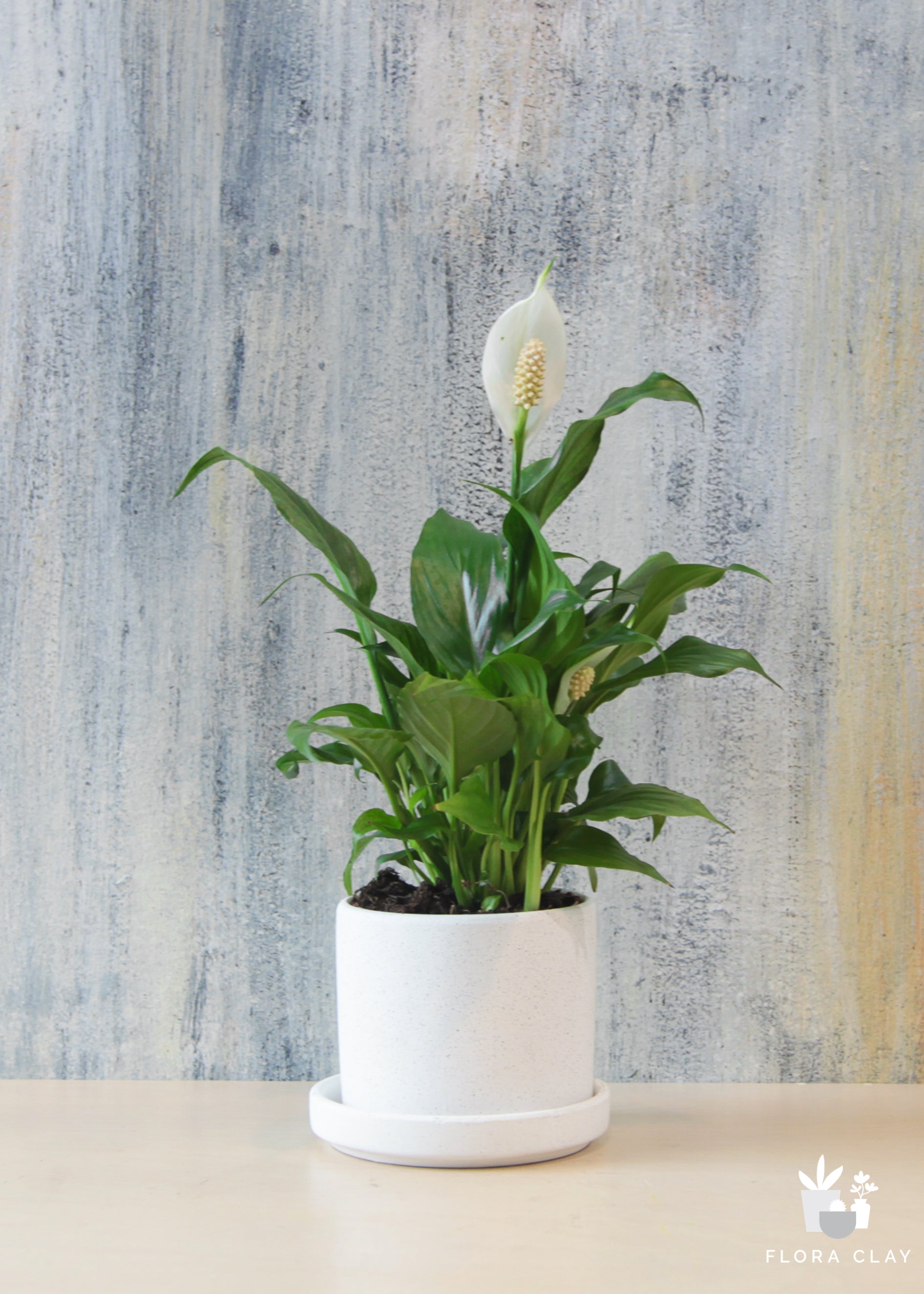 peace lily store Peace Lily