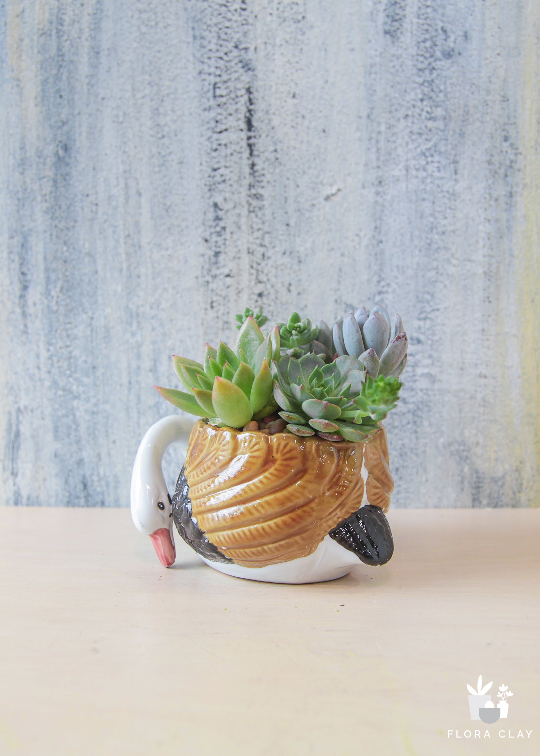 swan succulent Swan Succulents