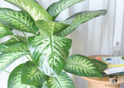 Tropic Snow