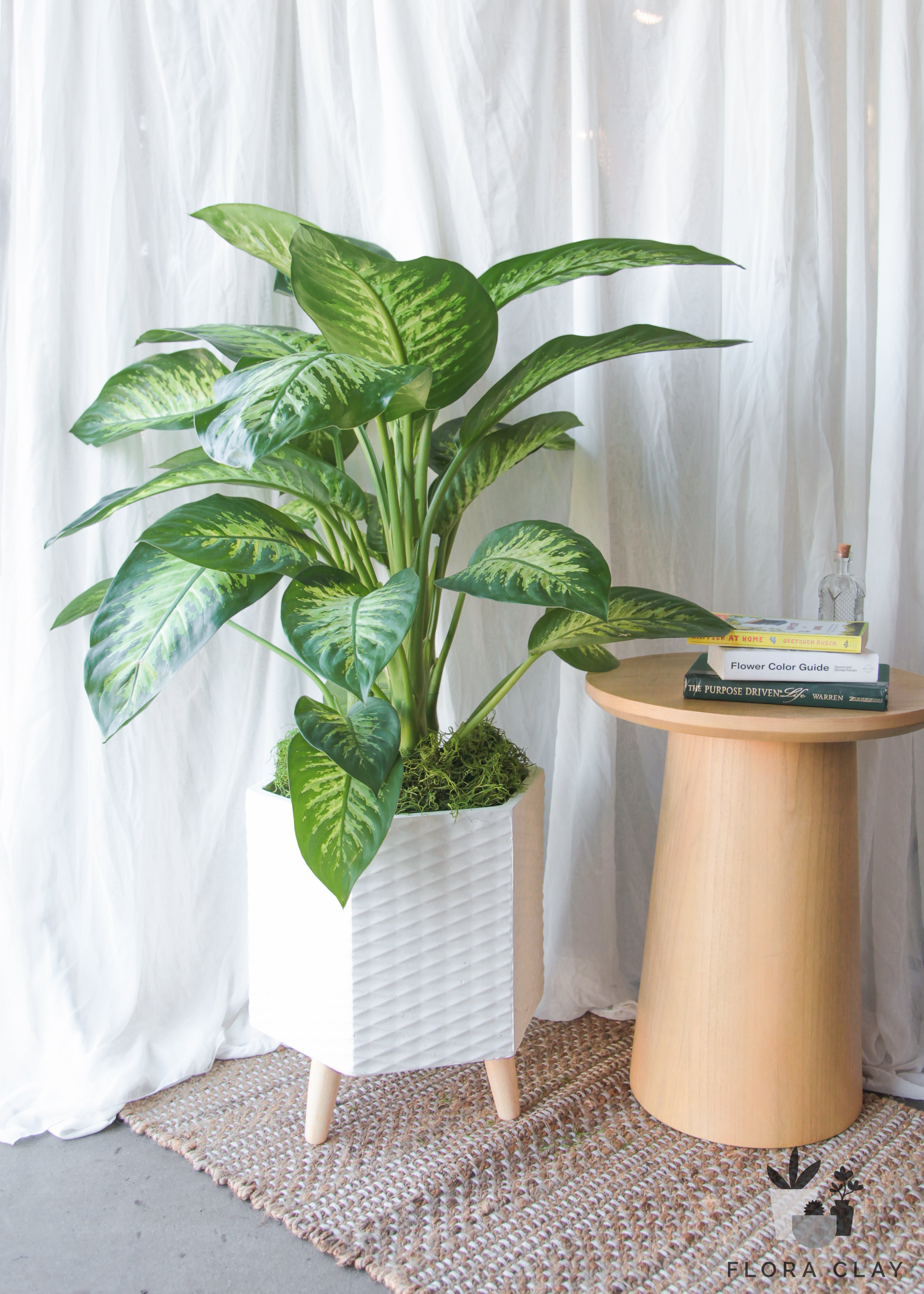 tropic snow indoor plant Tropic Snow