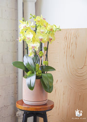 A potted plant with yellow orchids in a terracotta-colored basket, placed against an indoor background.