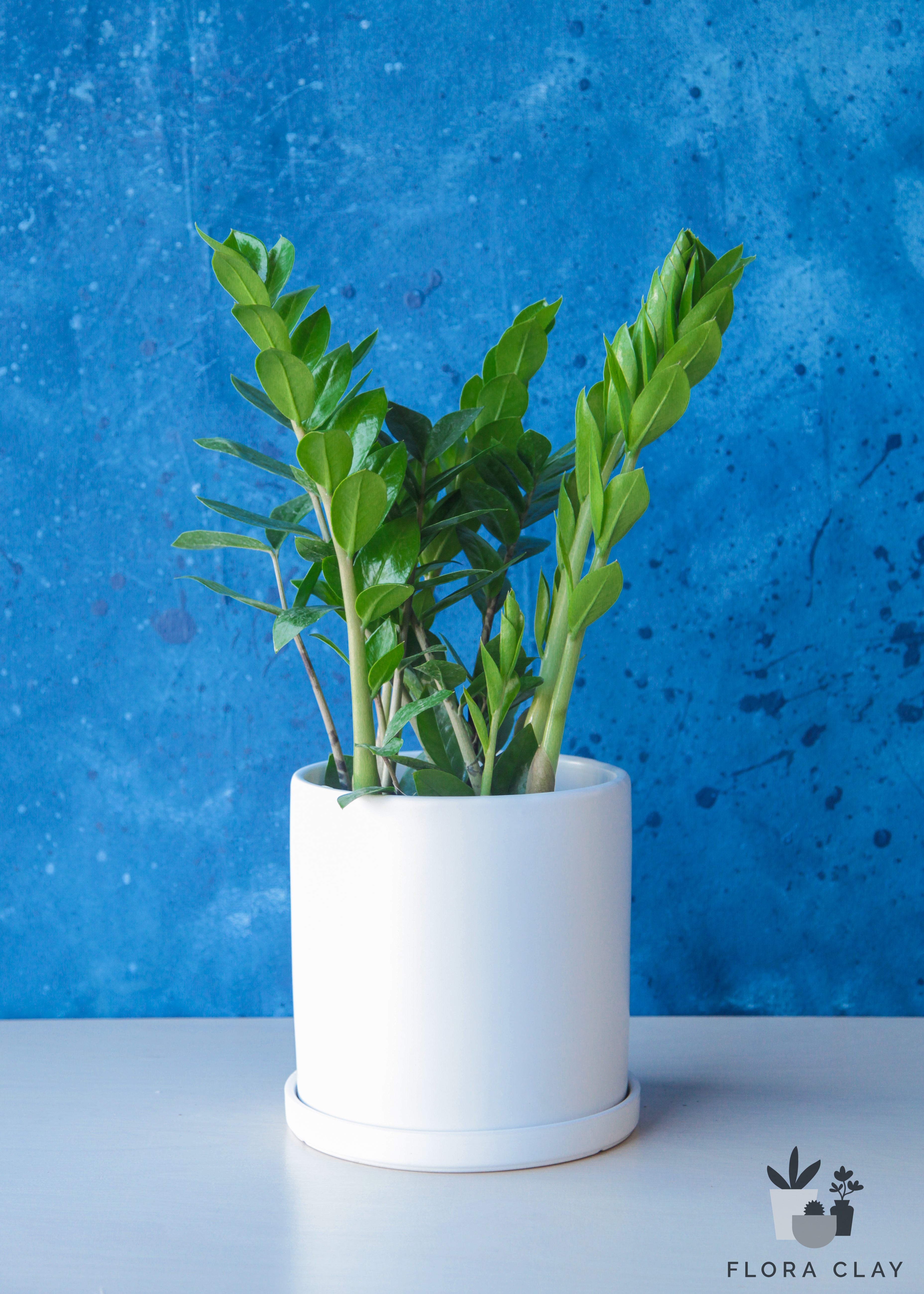 zz plant pots ZZ Plant in White Ceramic