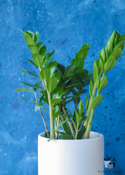ZZ Plant in White Ceramic