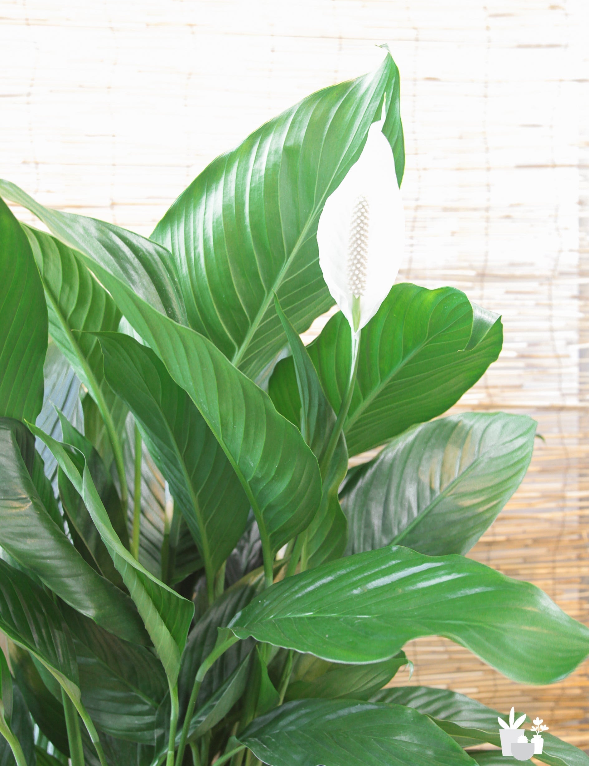 Top 5 Air Purifying House plants
