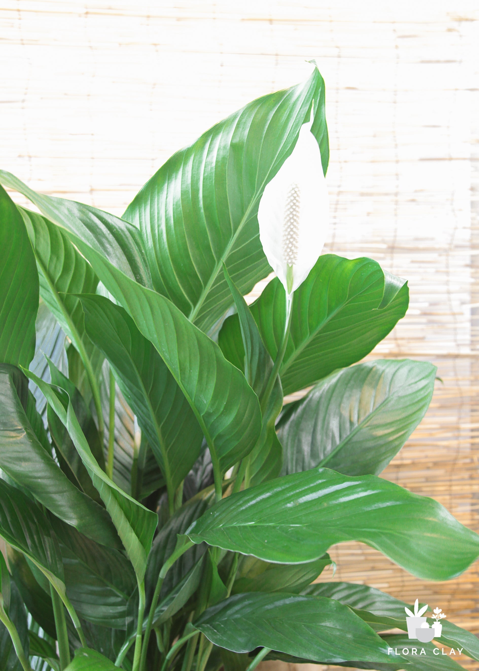 Top 5 Air Purifying House plants