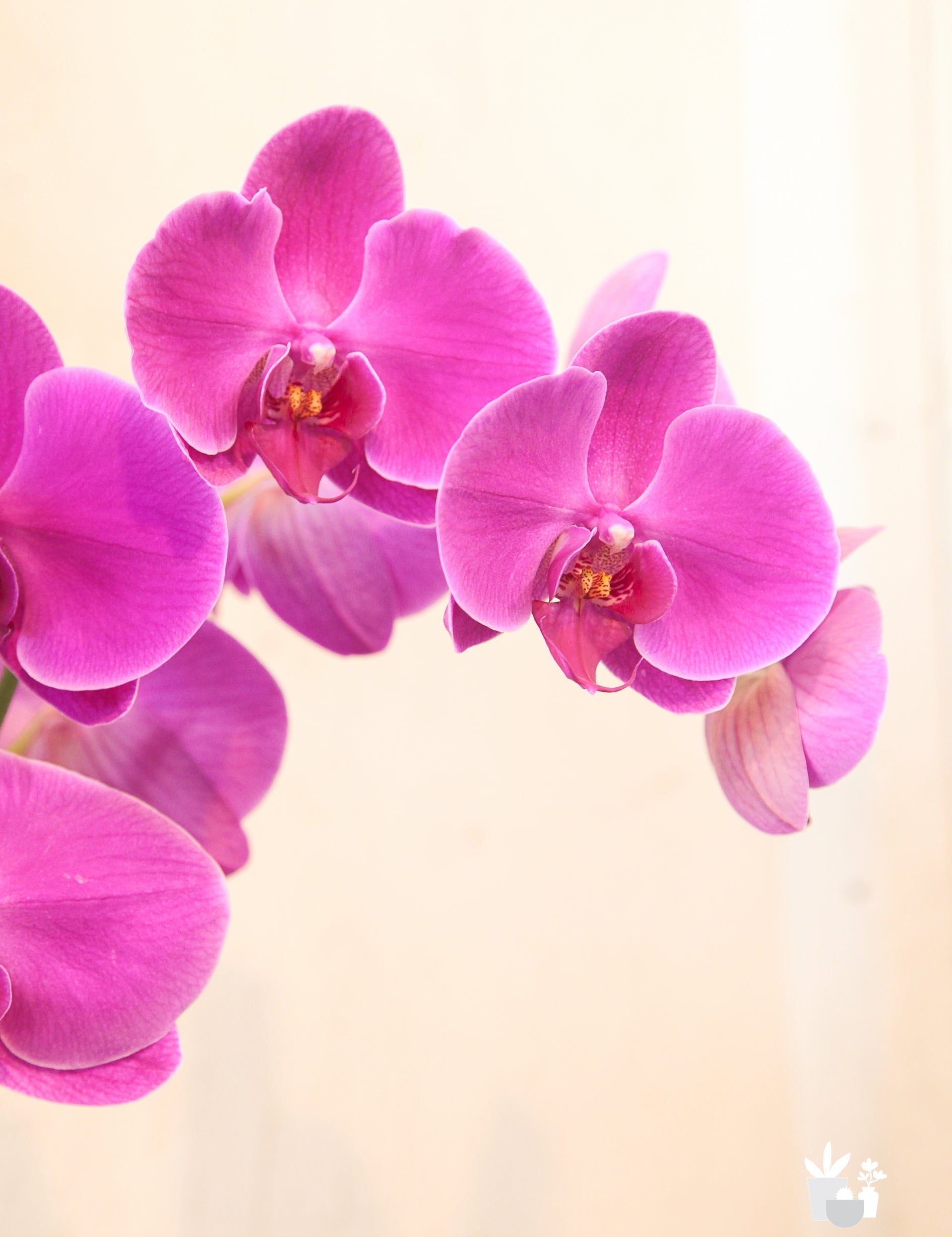 Keep Your Blooms Happy & Healthy! 🌸