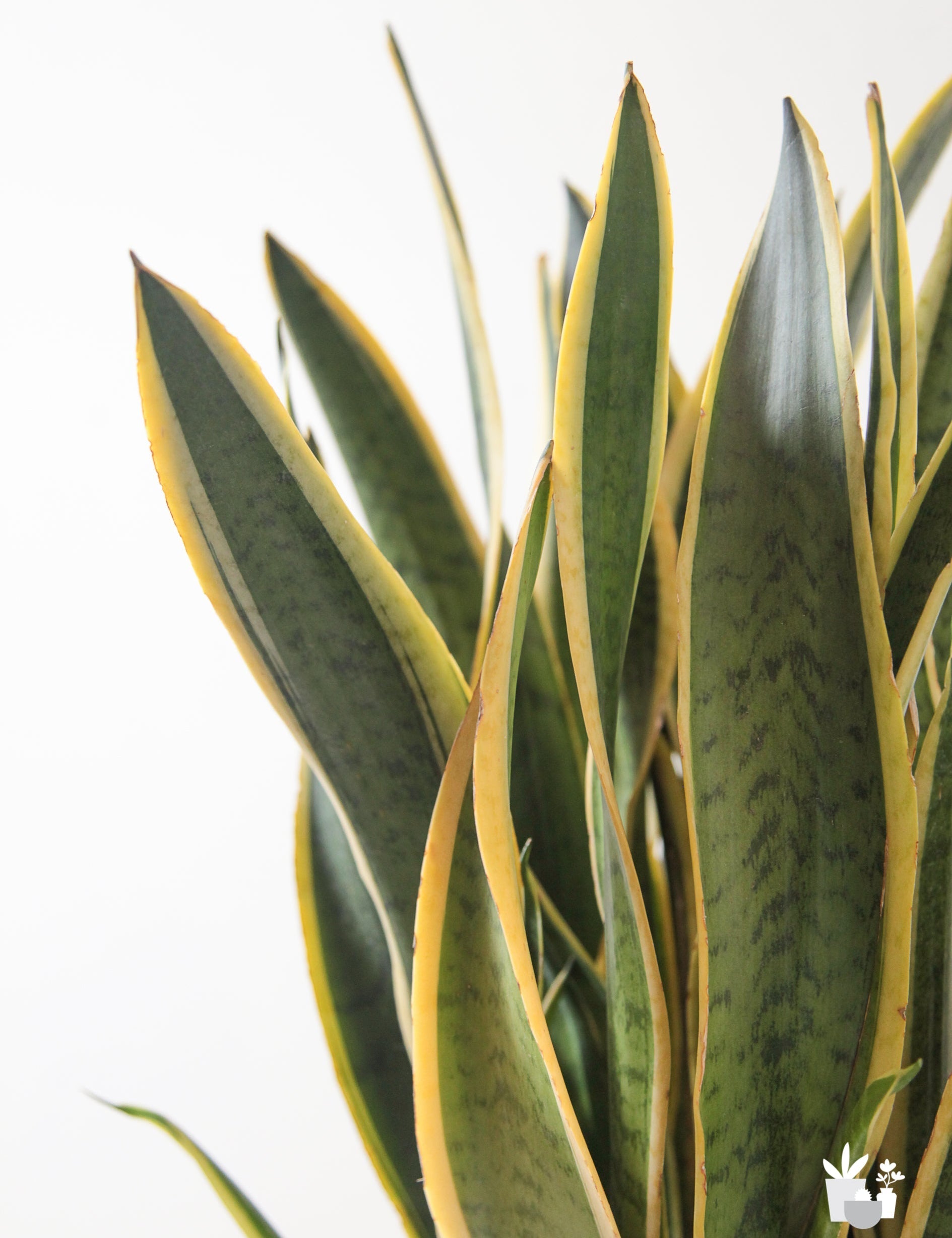 4 Low Temperature Plants