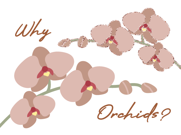 Why Orchids over Roses?