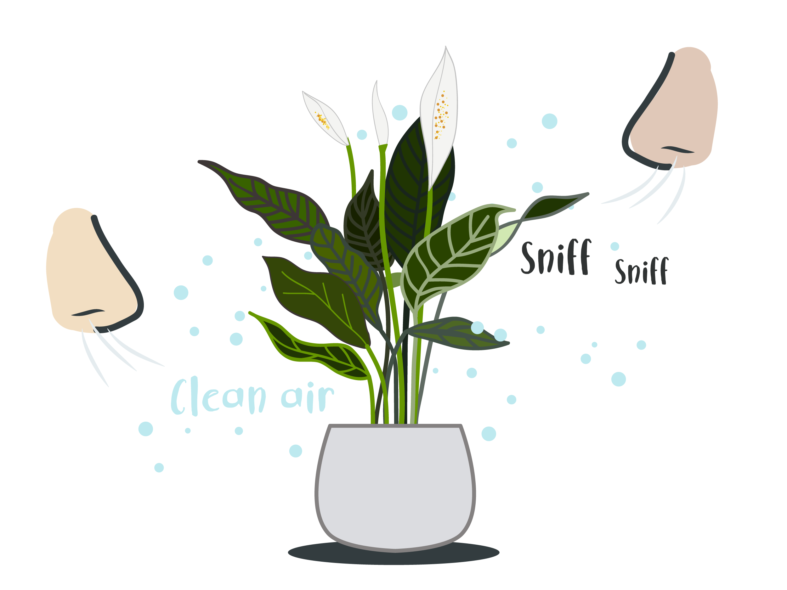 Top 5 Air Purifying House plants