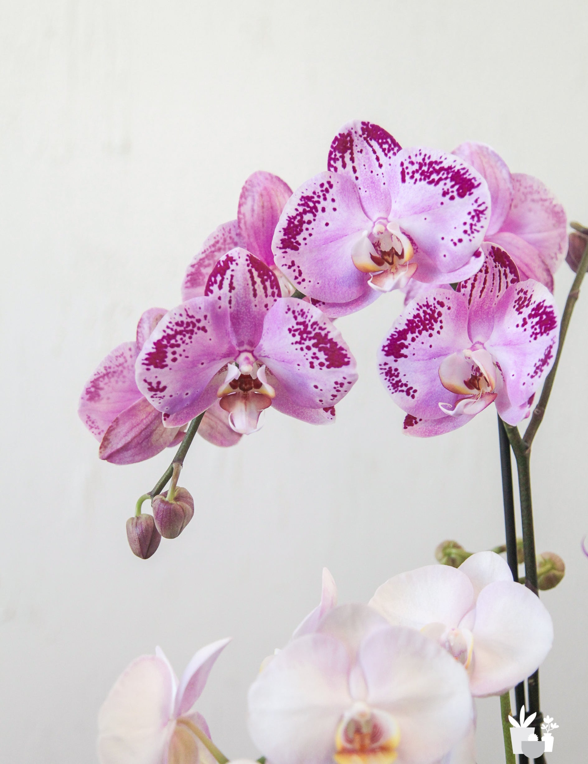 Why Orchids over Roses?