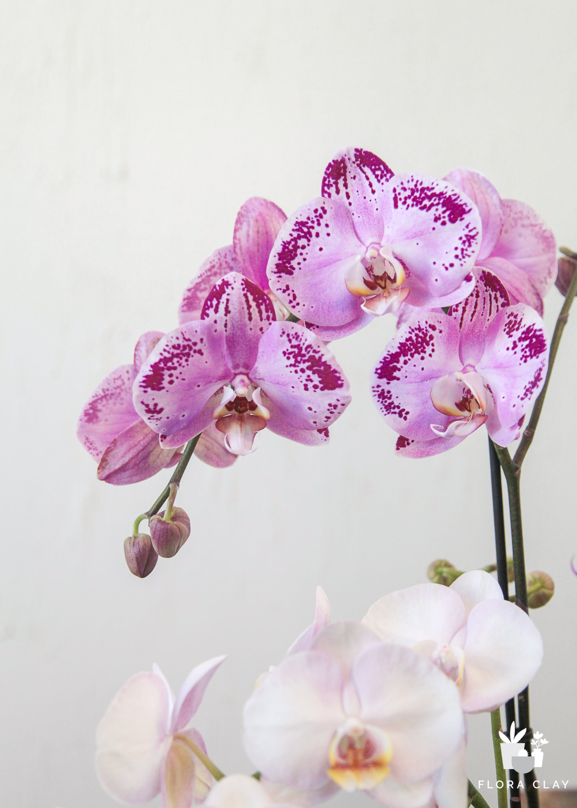 Why Orchids over Roses?