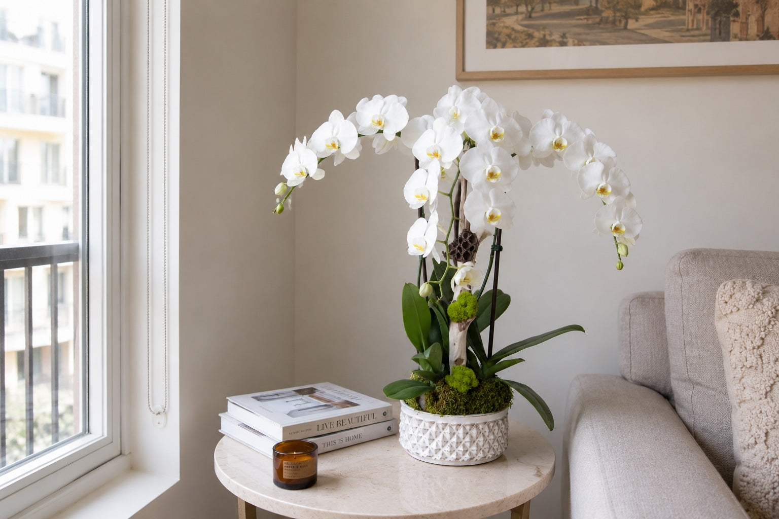 Orchid Care for LA Apartments: How to Keep Orchids Happy in a Small Space