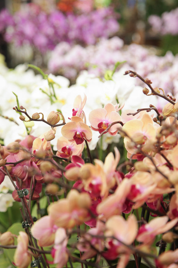 Orchids by Tray