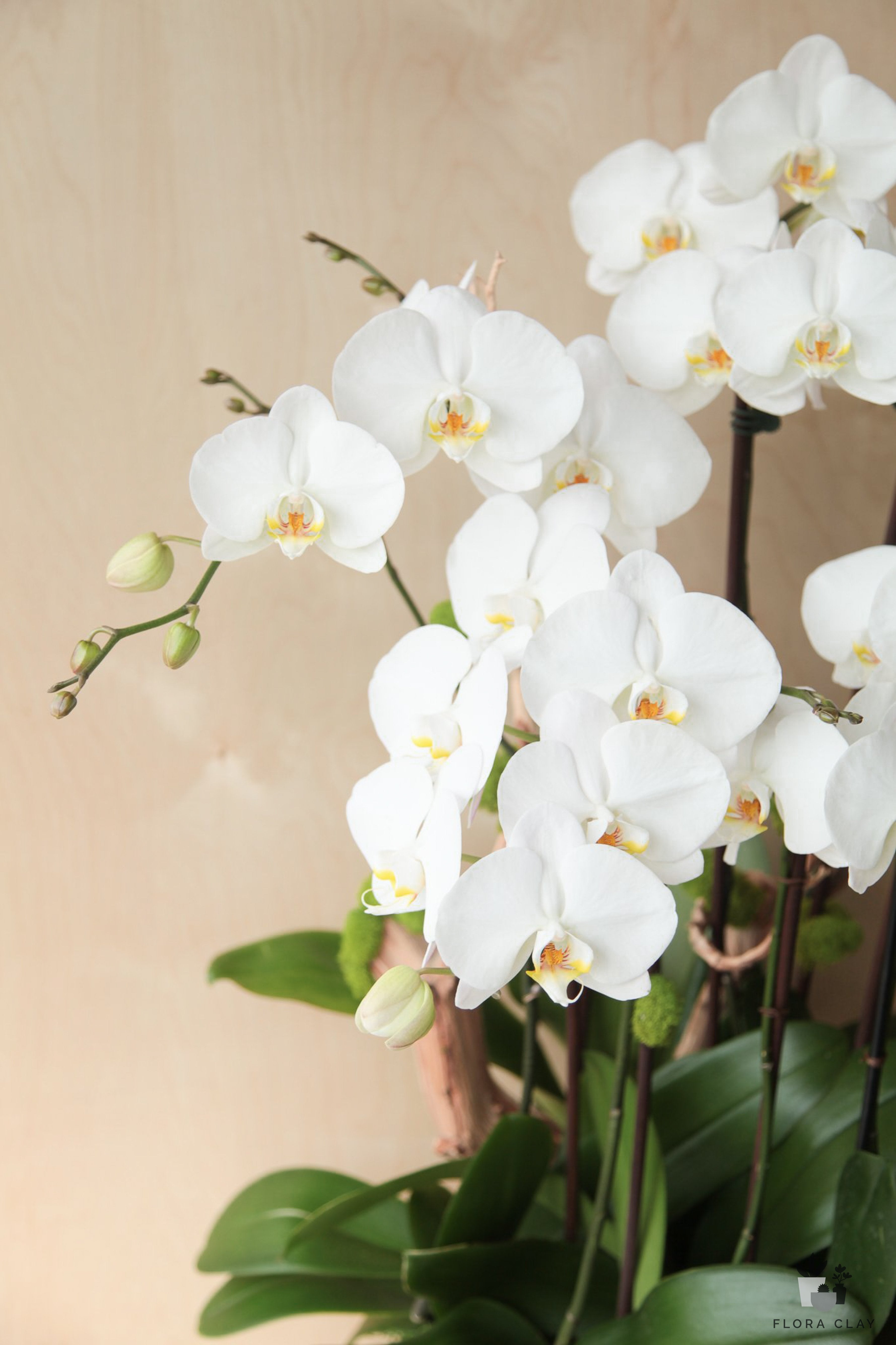 white orchid sympathy funeral cascade cascading