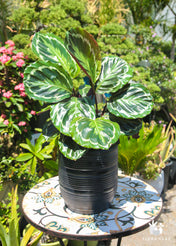 Calathea Medallion