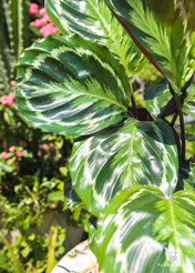 Calathea Medallion