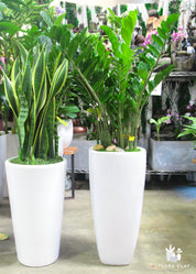 ZZ plant in White Ceramic