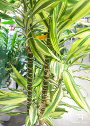 Dracaena Lemon Lime