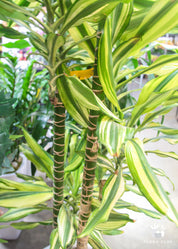 Dracaena Lemon Lime