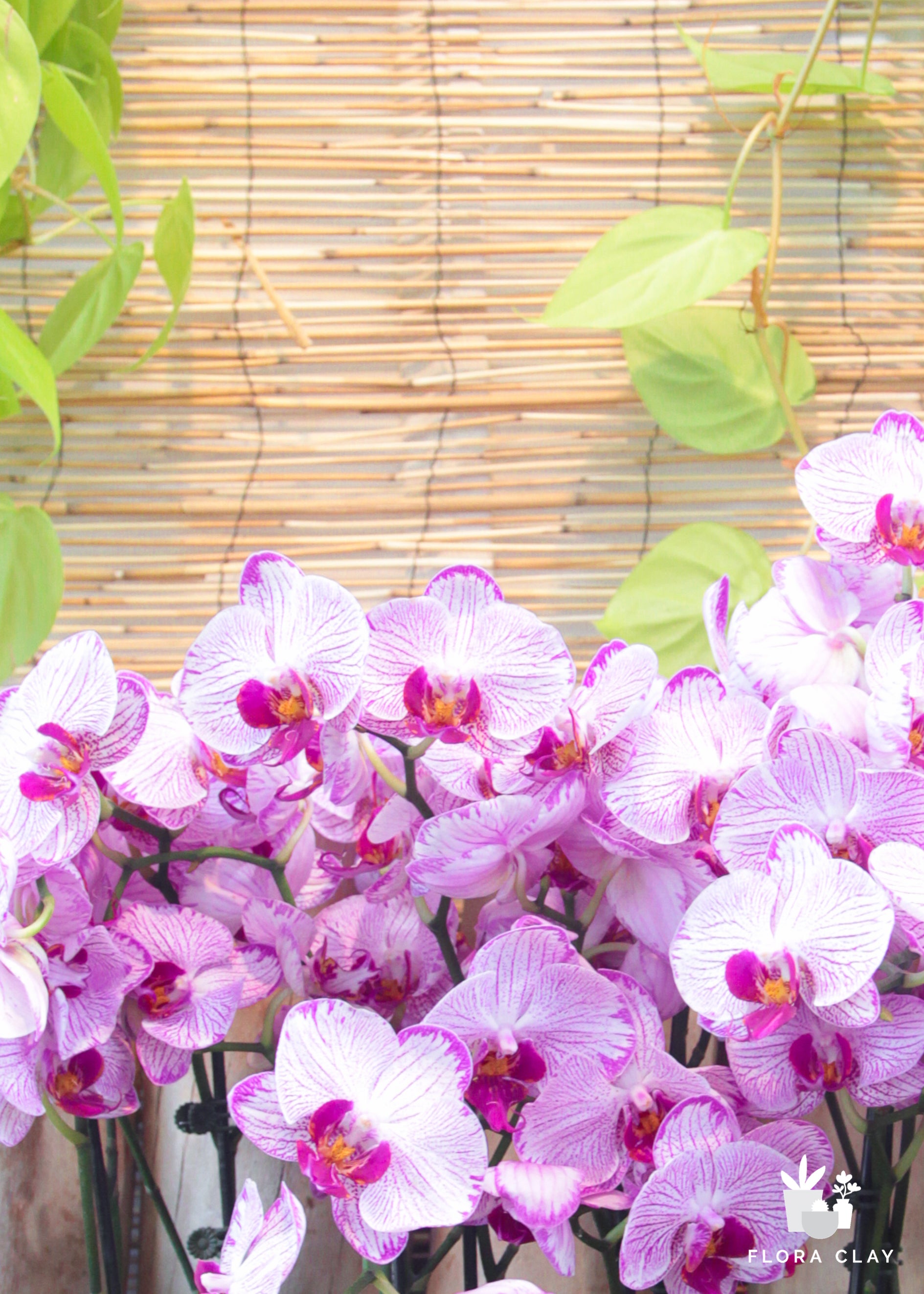 Flower Bath