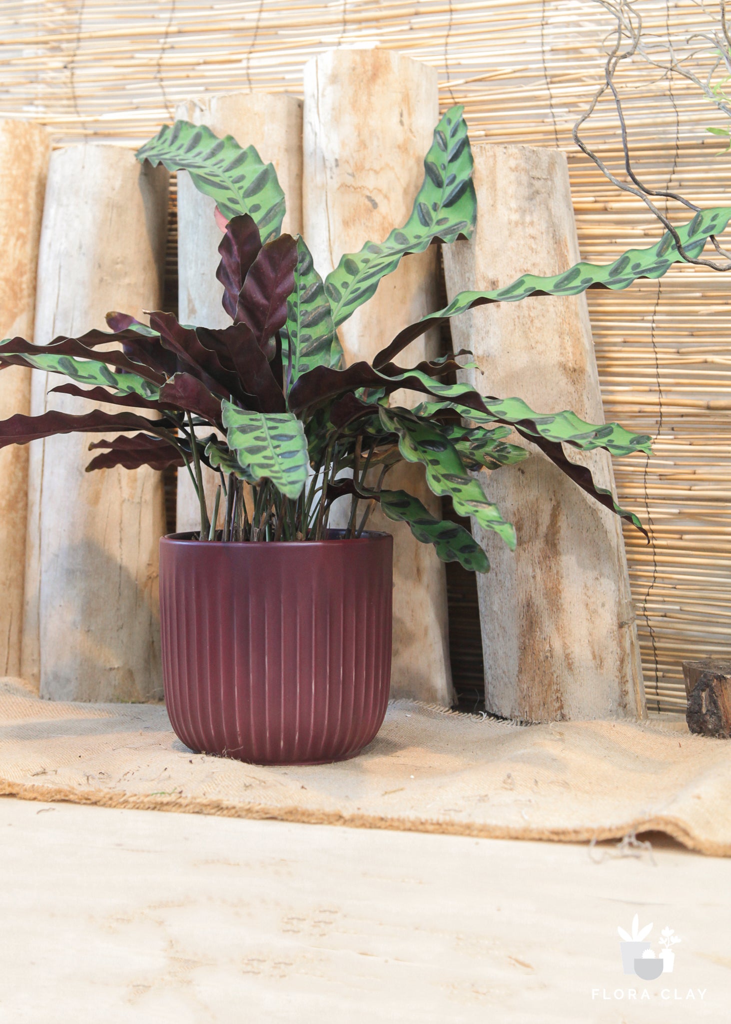 rattlesnake plant clean air Rattlesnake