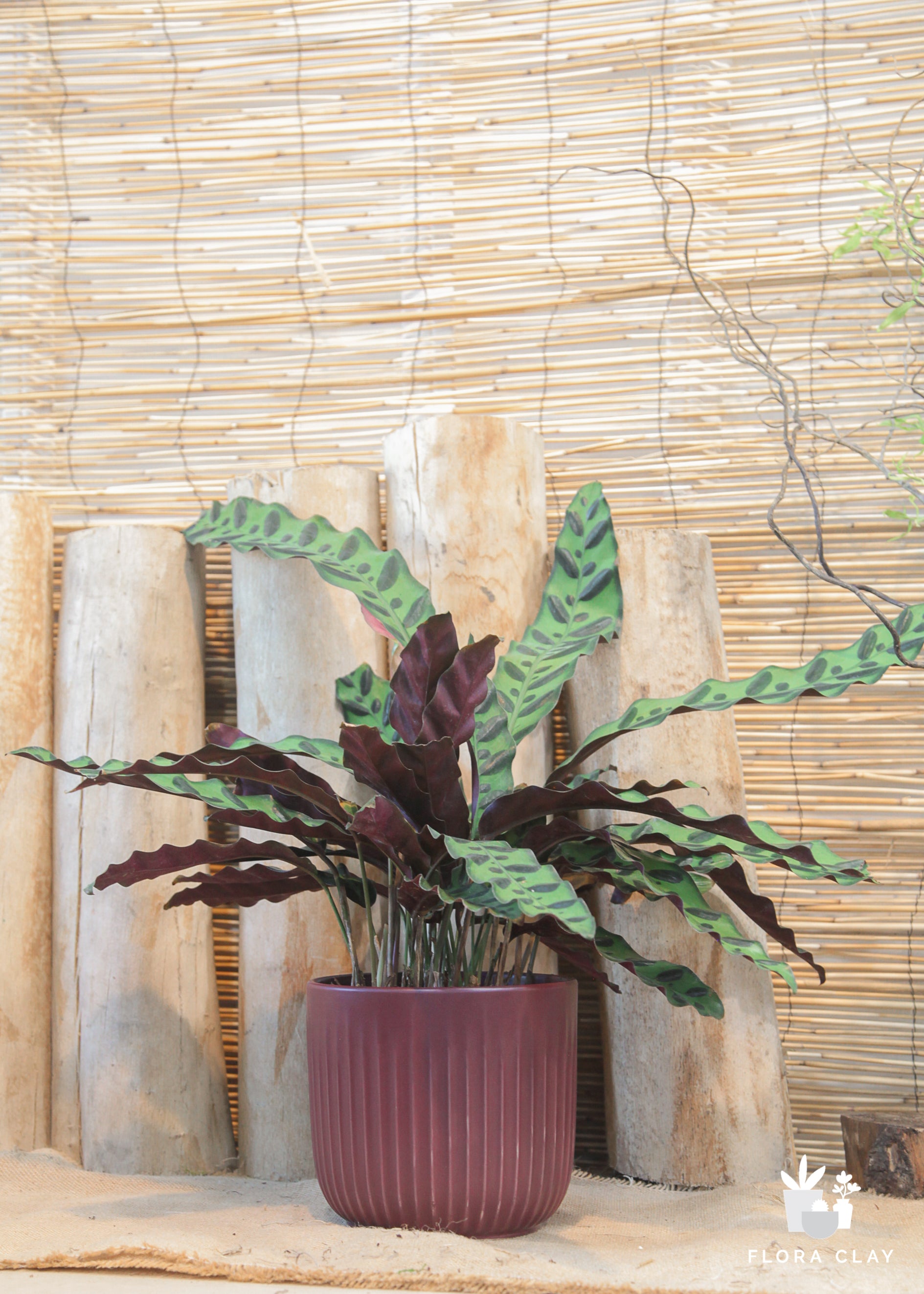 rattle snake plants Rattlesnake