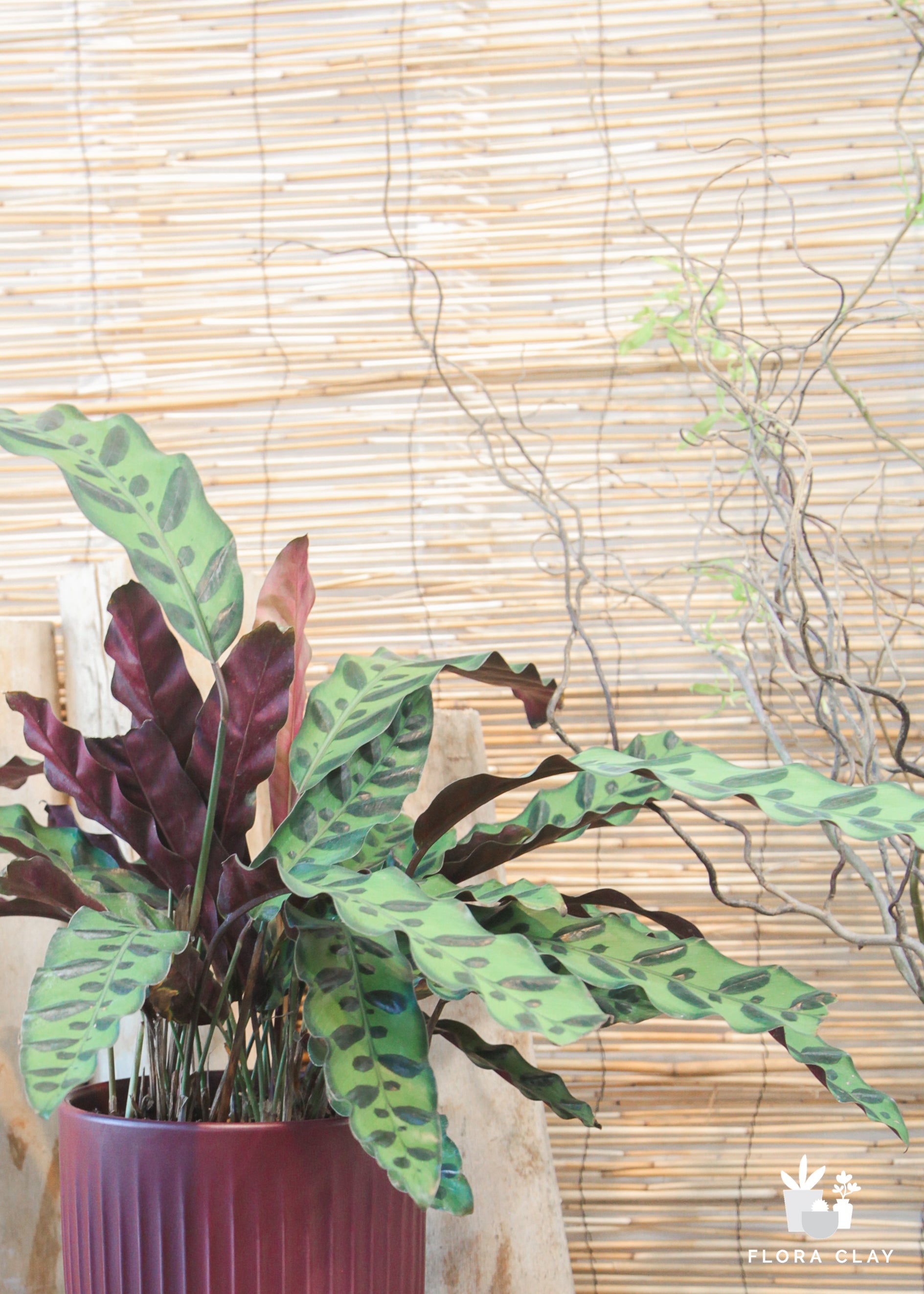rattle.snake plant Rattlesnake