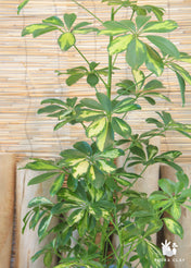 Schefflera