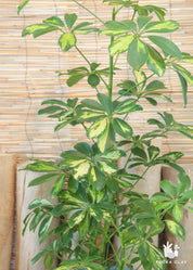 Schefflera