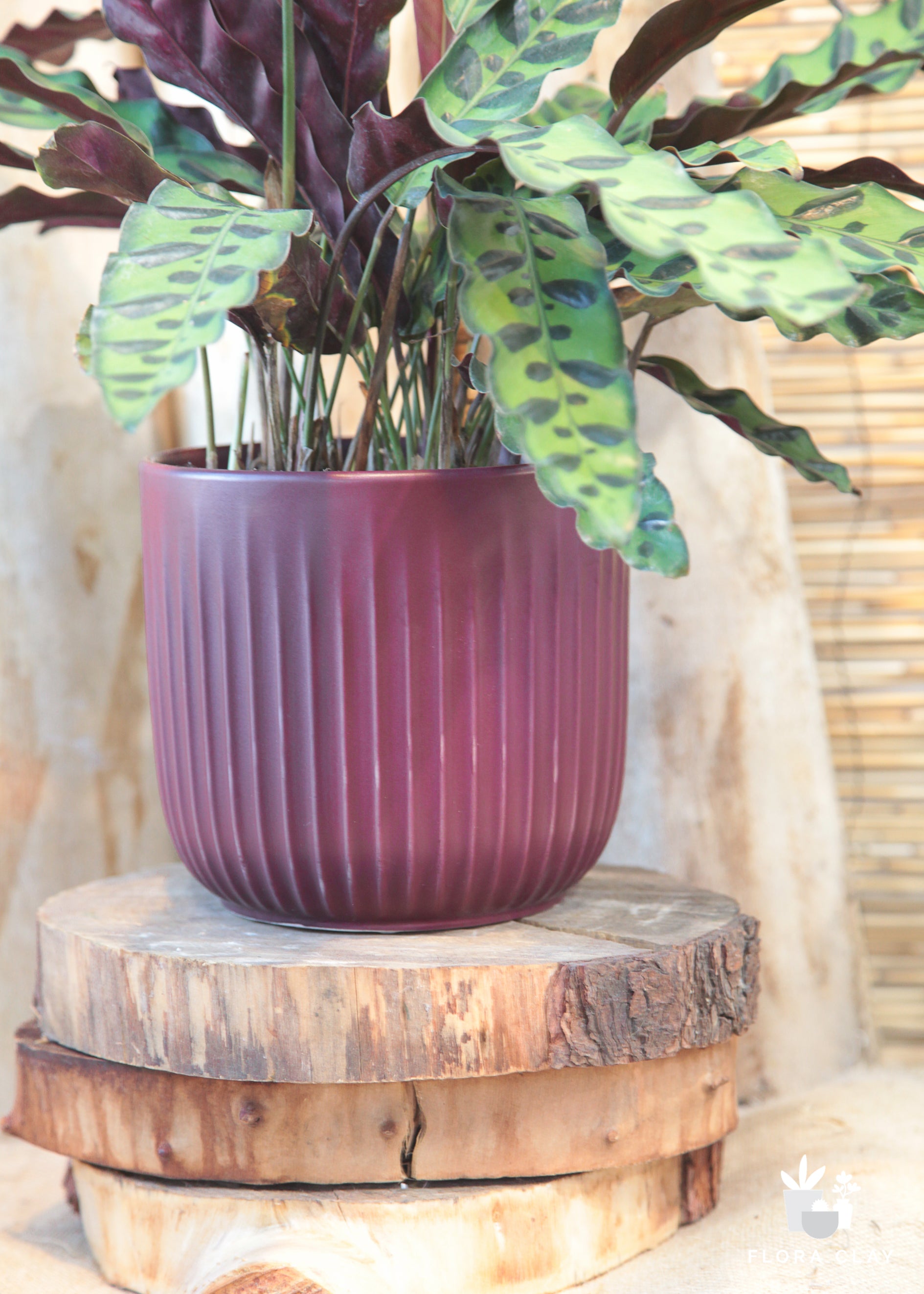 calathea rattlesnake prayer plant Rattlesnake
