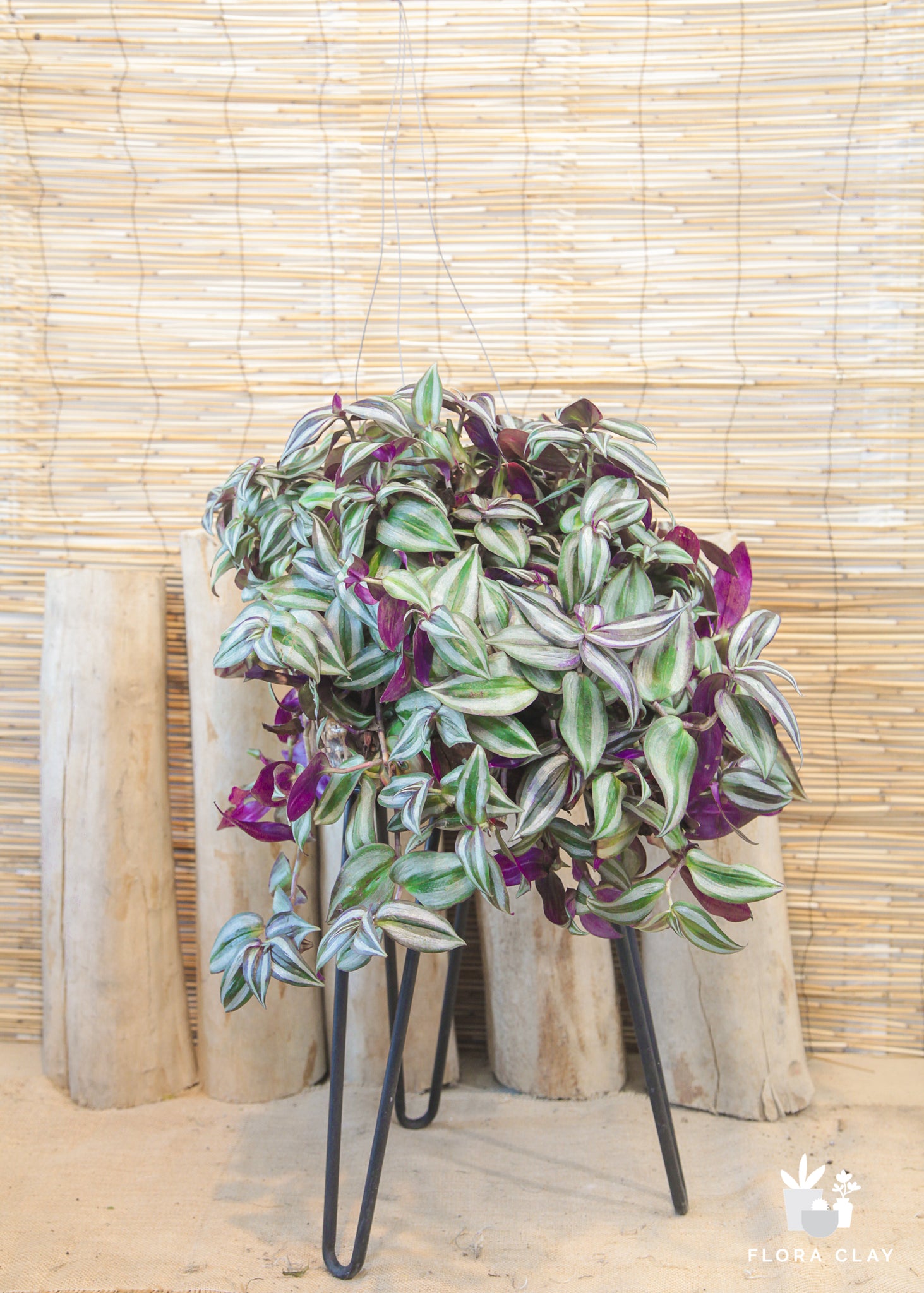 house plant wandering jew Wandering Jew