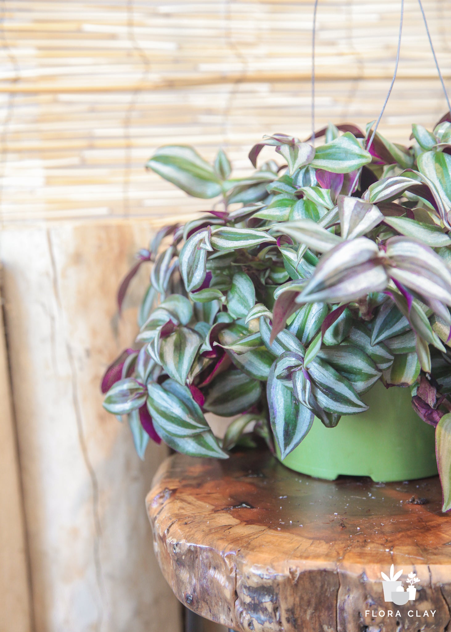 jew plant indoor Wandering Jew