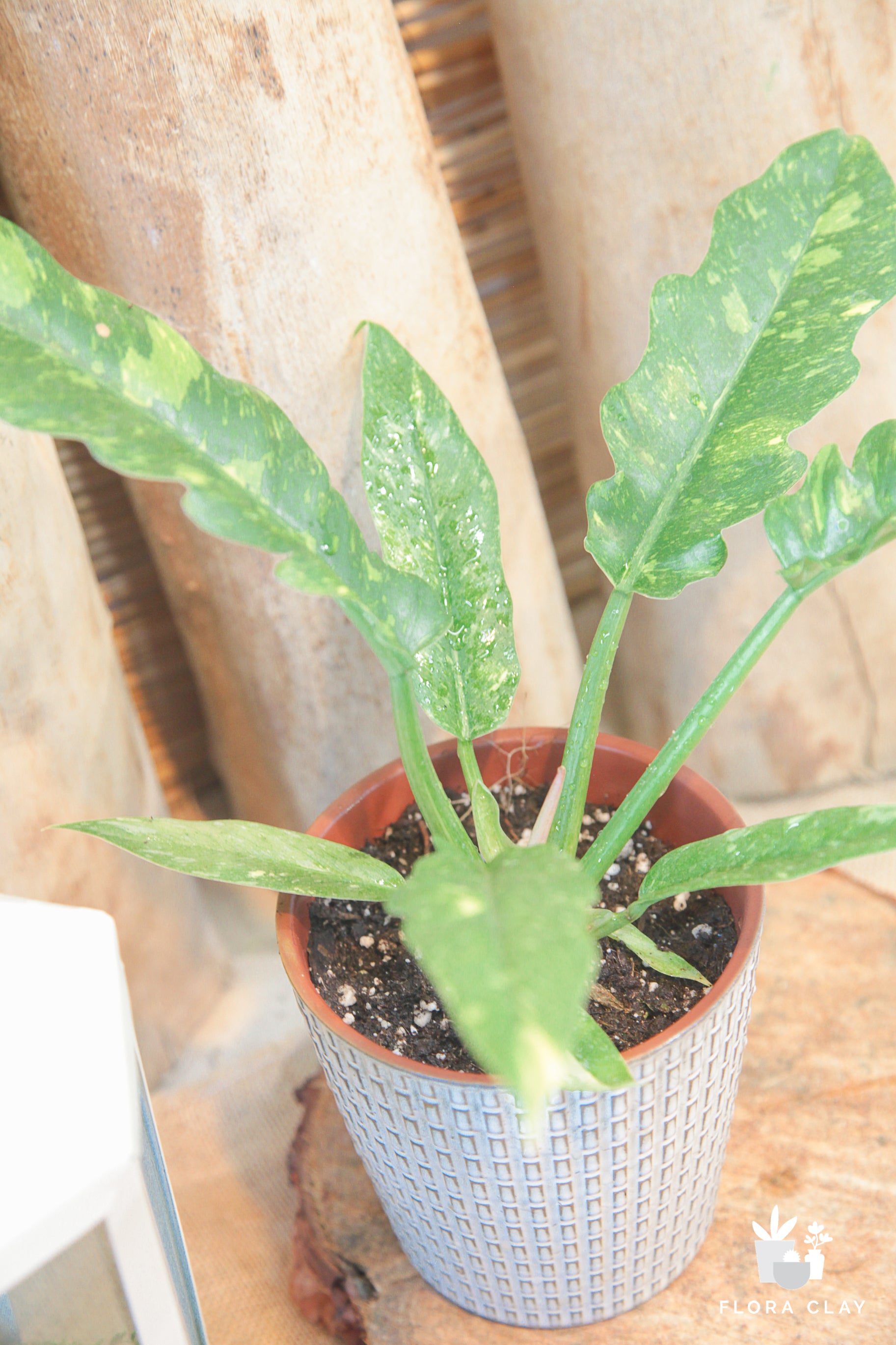 philodendron jungle boogie vs ring of fire Jungle Boogie
