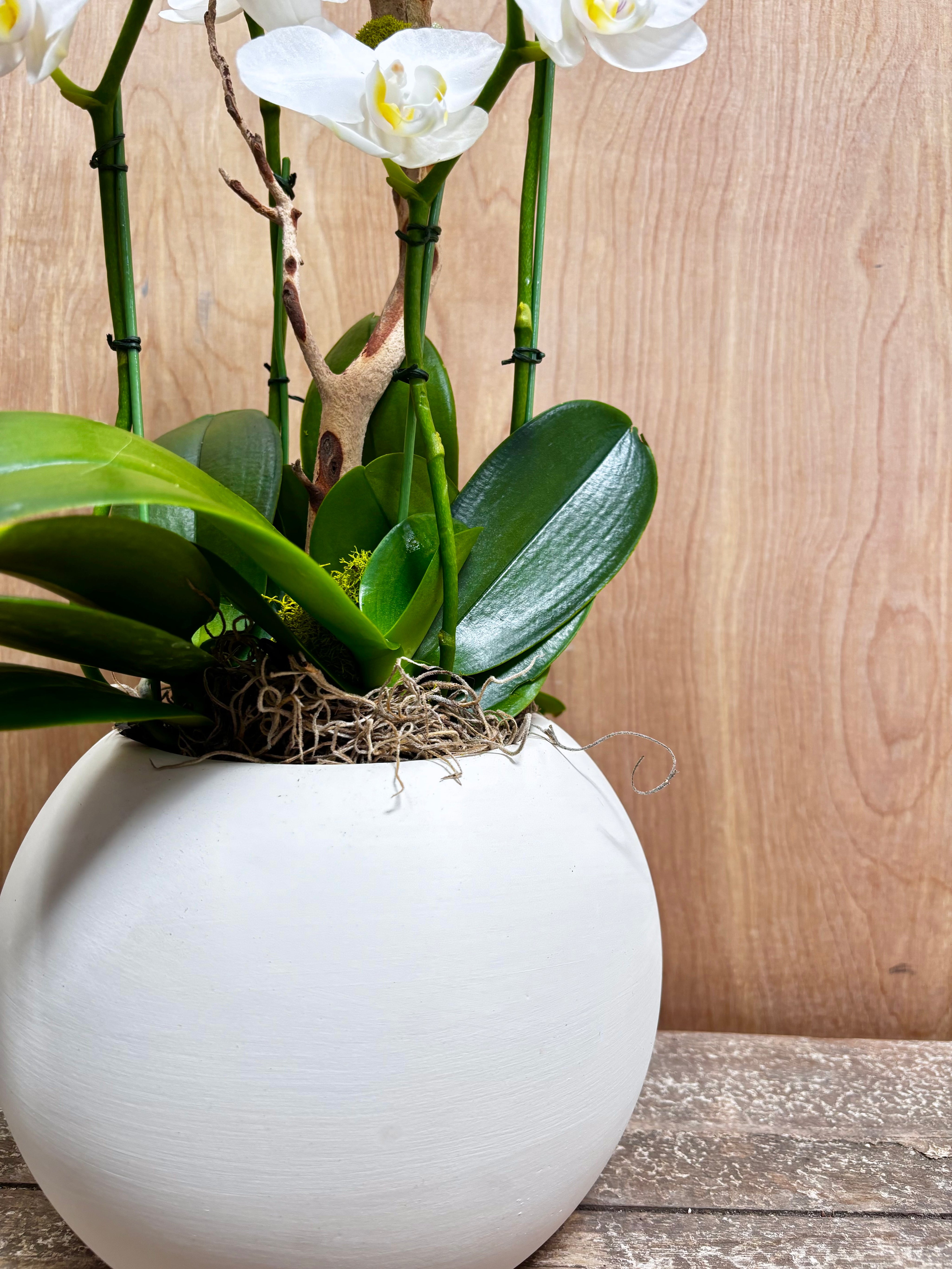 white orchid potted plant White Orchid Delivery Los Angeles | Pure Bloom