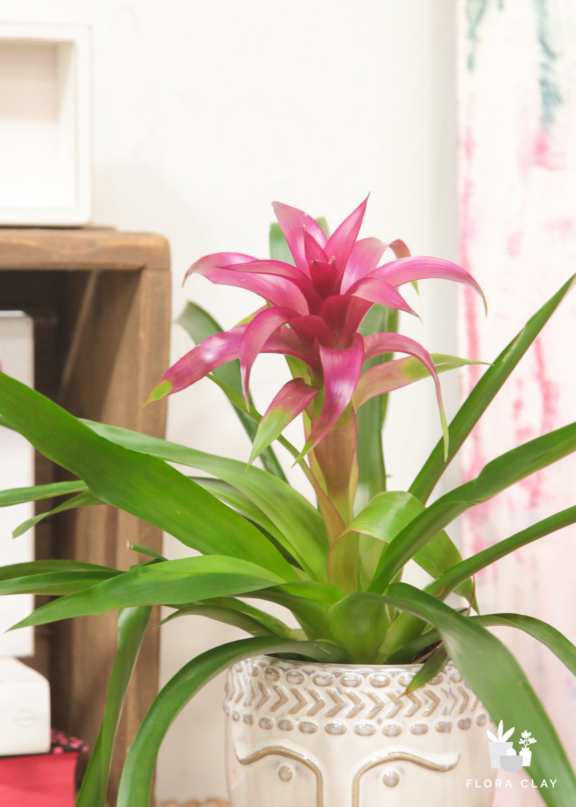 Bromeliad Pink