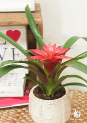 Bromeliad Red