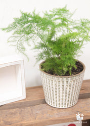 Plumosa fern mini