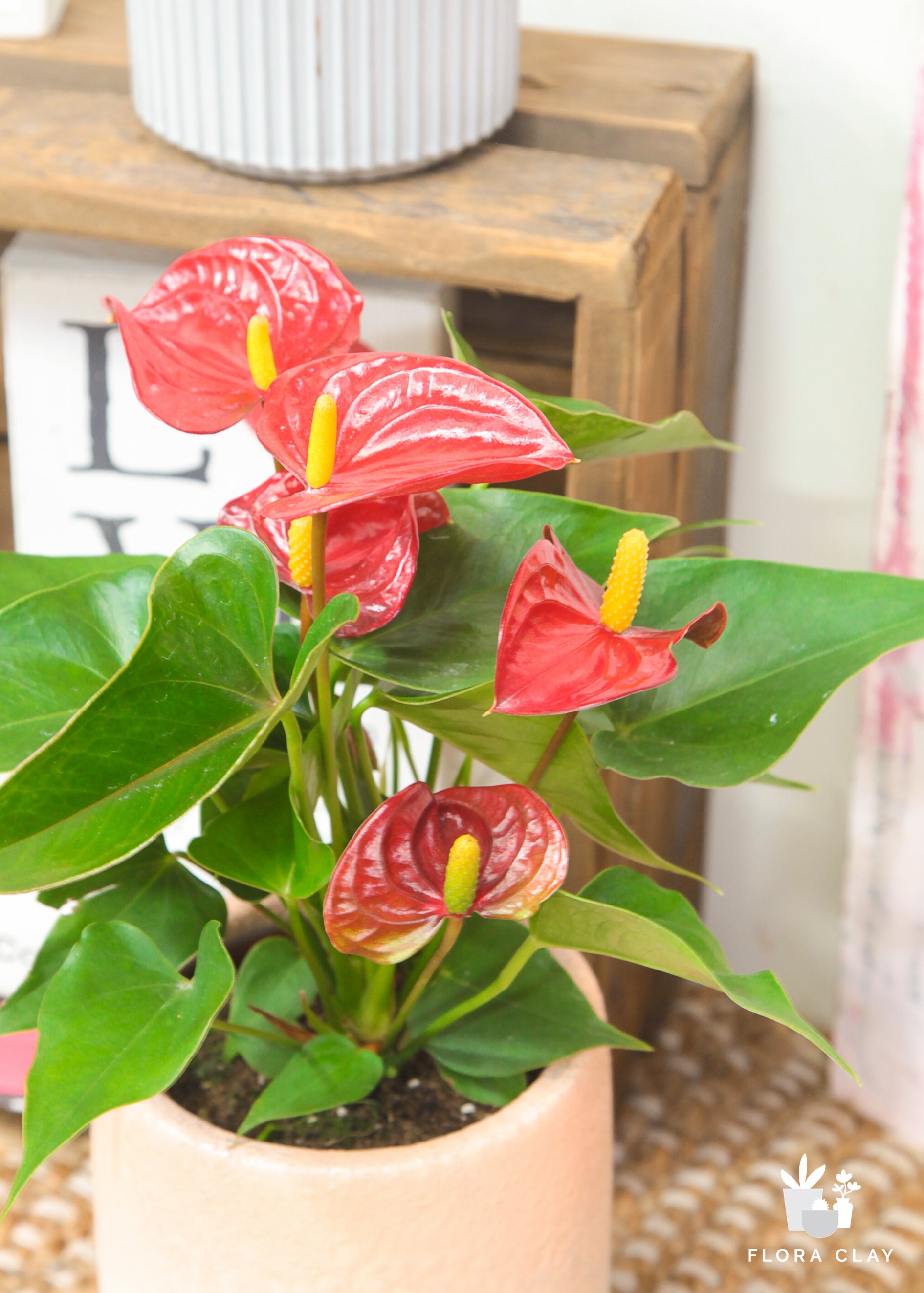 Mini Anthurium