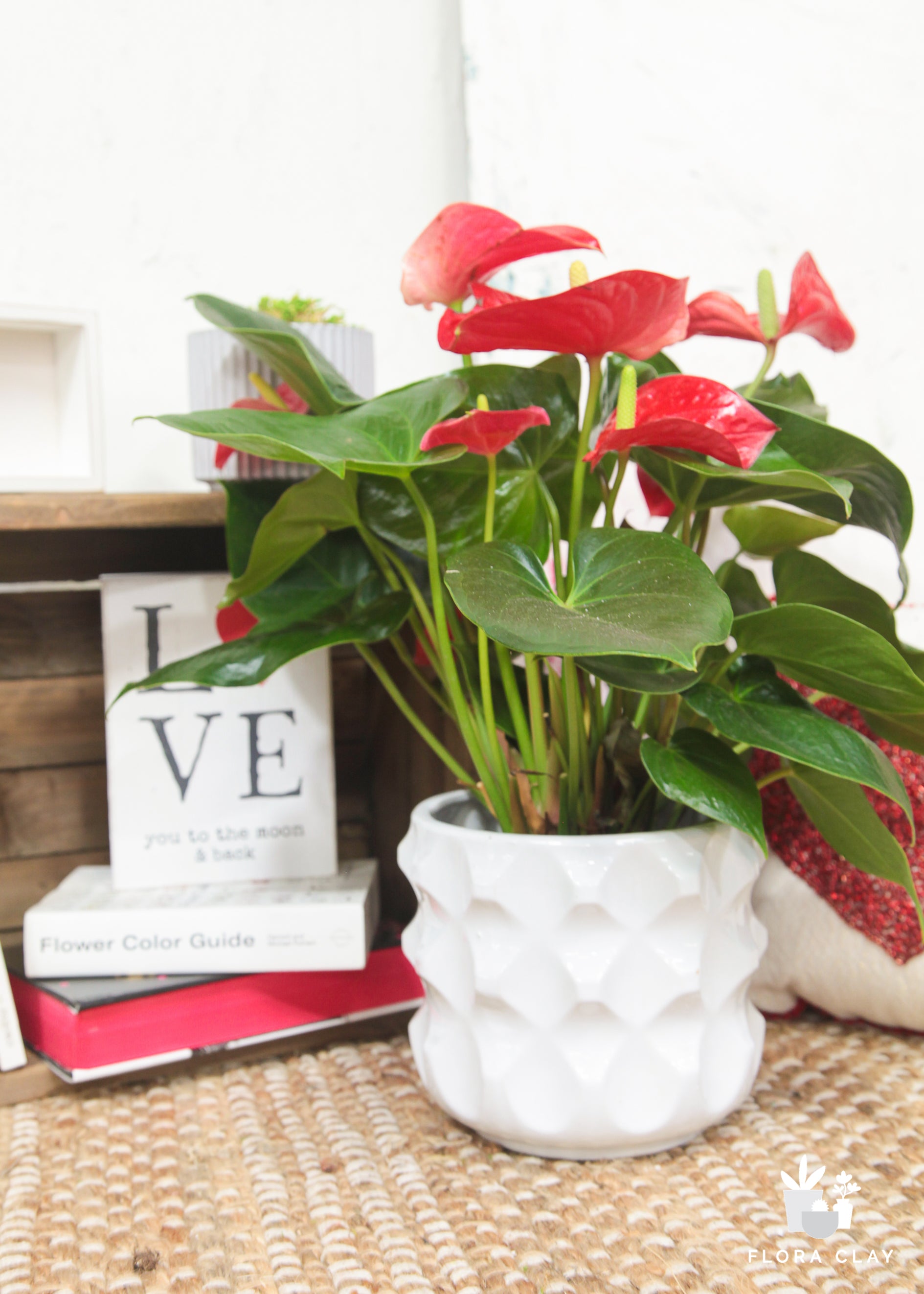 Anthurium Red