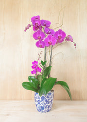 Grace in Bloom