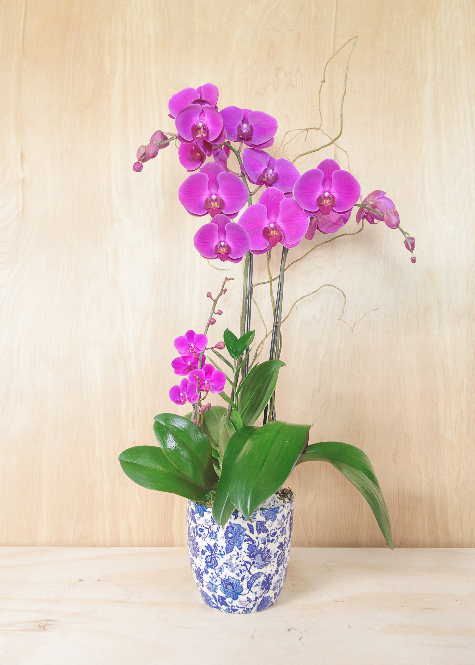 Grace in Bloom