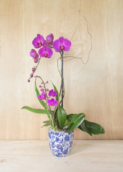 Grace in Bloom